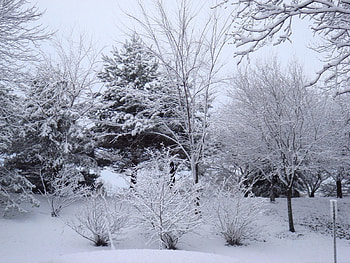 Naked, Winter, Nature, Trees, Hoarfrost, Frost HD wallpaper