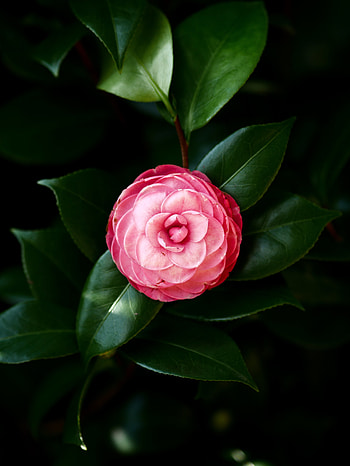 Flowers, Leaves, Pink, Flower, Petals, Bloom, Flowering HD phone wallpaper