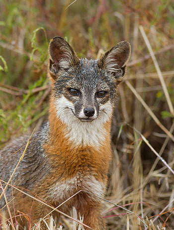 Gray Fox, Genus Urocyon species, Observing gray foxes, Biodiversity research HD phone wallpaper