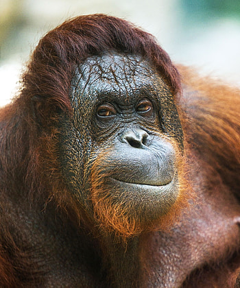 Orangutan, Magical encounters, Illusions and tricks, Captivated creature HD phone wallpaper