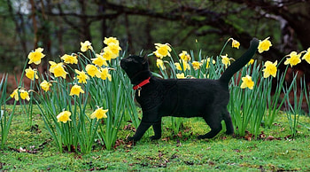 black kitty sniffing daffodils, black kitty, animals, cats, garden, spring HD wallpaper