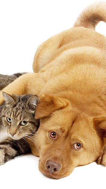 Cat And Dog, Cute Animals, Cat, dog HD phone wallpaper