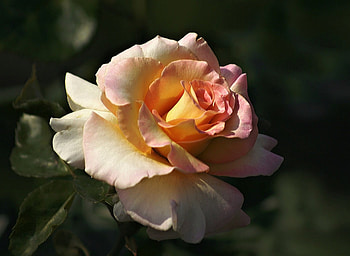 Rose, orange, one, flower HD wallpaper