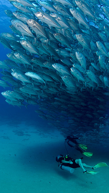 Fish Water, Ocean HD phone wallpaper