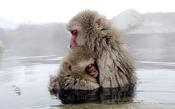 Animals, Monkeys HD wallpaper