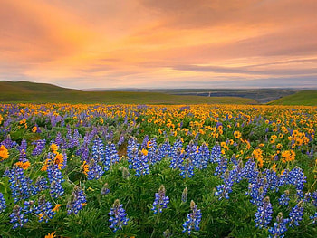 flower sunset, wildflowers, washington, sky, nature, sunset HD wallpaper
