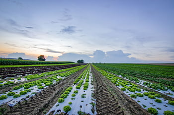 Wide view of farmland with rows of crops under a colorful sunset sky. HD wallpaper