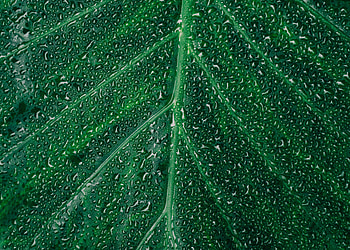 Drops, Macro, Surface, Sheet, Leaf HD wallpaper