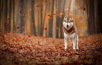 Brown Husky breed, Energetic demeanor, Furry friend, Striking coat HD wallpaper