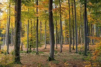 A tranquil autumn scene showcasing tall trees with colorful foliage in a forest. HD wallpaper