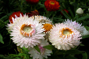 Helichrysum bracteatum, gorgeous, lasting, beautiful, immortelle HD wallpaper