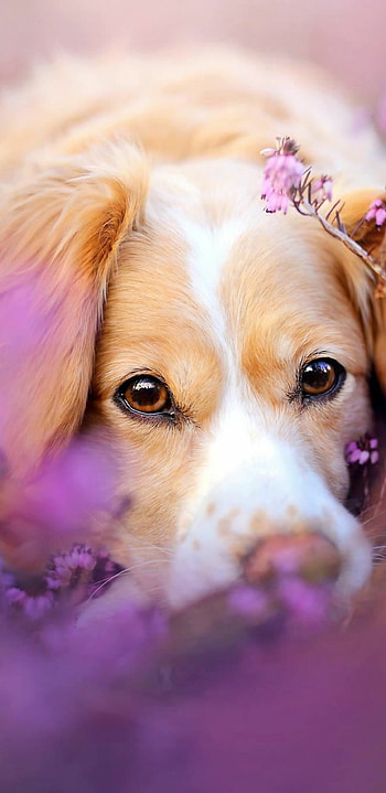 Cute dog in flowers, Samsung Galaxy Note HD phone wallpaper