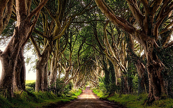 Irish Countryside, Captivating , Northern Irish charm, Countryside bliss HD wallpaper