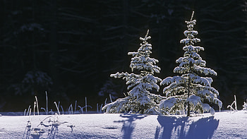 Landscape, Winter, Snow, Fir-Trees HD wallpaper