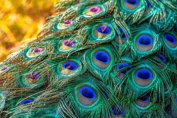 Peacock feathers, blue, animal, bird, feathers, green, nature, peacock HD wallpaper