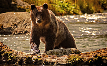 Grizzly Bear, Brown bear , Inspiring wildlife, Striking ry HD wallpaper