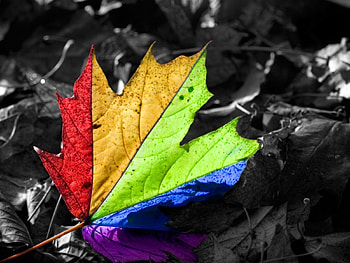 Rainbow Leaf, leaf, colored, rainbow HD wallpaper