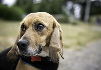 Dog, sweet, animal, dogs, cute, beautiful, puppys, puppy, pretty, animals, lovely HD wallpaper