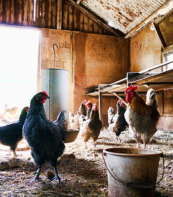 A rustic indoor chicken coop with hens and a rooster. Natural daylight illuminates the scene. HD phone wallpaper