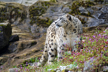 Animals, Flowers, Snow Leopard, Rocks, Predator, Big Cat HD wallpaper
