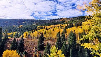 Ohio Creek Pass, Colorado, usa, fall, clouds, trees, colors, sky, forest HD wallpaper