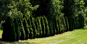 Line of Lumber, summer trees, pretty trees, trees, little trees HD wallpaper