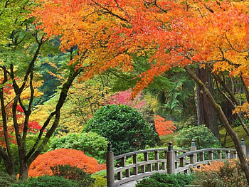 Autumn in park, colorful, reddish, colors, wonderful, park, season, leaves, green, yellow, fantastic, bridge, trees, autumn, nature HD wallpaper