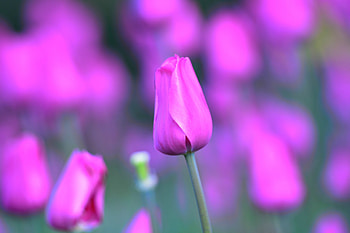 Flowers, Flower, Bud, Tulip, Stem, Stalk HD wallpaper