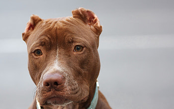 Animals, Muzzle, Sight, Opinion, American Pitbull, American Pit Bull, Pedigree Dog, Breed Dog HD wallpaper