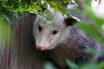 Opossum, Cute animal , Nature conservation, Forest inhabitants HD wallpaper