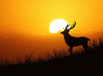 Deer Silhouette Evening , deer, animals, silhouette, graphy HD wallpaper