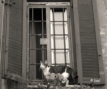 Cat, animal, white, black, window, animals HD wallpaper