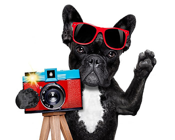 Say cheese!, dog, animal, black, cute, sunglasses, camera, funny, paw, caine HD wallpaper
