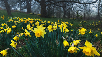 Flowers in the woods, Leighton Buzzard, Bedfordshire, England, trees, forest, spring, daffodils, blossoms HD wallpaper