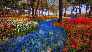 Spring Garden in Japan, trees, flowers, park, blossoms, colors HD wallpaper