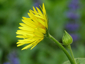 Flowers, Flower, Bud, Close-Up, Greens, Stem, Stalk HD wallpaper