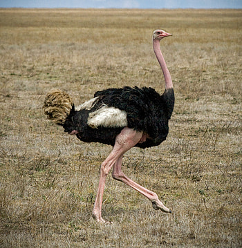 The Masai, Ostrich HD phone wallpaper