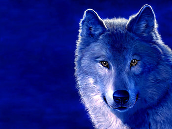 Animals, Wolfs HD wallpaper