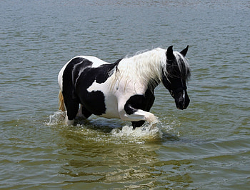 On the river, animal, caballo, horse, cavalo HD wallpaper