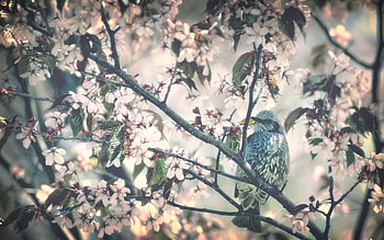 Animals, Flowers, Bird, Wood, Tree, Bloom, Flowering, Branch, Spring HD wallpaper