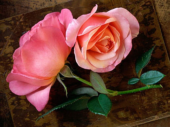 SWEET SISTERS, leaves, roses, carpets, pinks, twins, flowers, blooms HD wallpaper