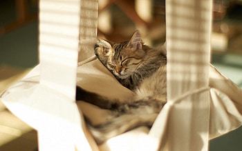 Animals, Cat, To Lie Down, Lie, Striped, Rest, Relaxation HD wallpaper