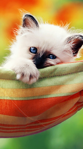 A Cute, Relax, Cat HD phone wallpaper
