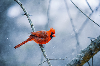 Animal, northern cardinal HD wallpaper