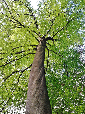 Green tall tree, Nature's majesty, Towering presence, Serene beauty HD phone wallpaper