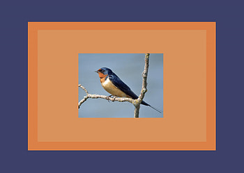 Barn Swallow on Branch, rust, tan, cute, orange, beak, frames, blue, beige, white, feathers, vibrant, branch HD wallpaper