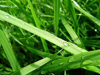 Raindrops, green, drops, nature, grass HD wallpaper