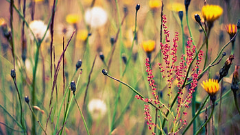 Flowers, Grass, Macro, Bloom, Flowering HD wallpaper