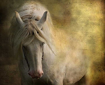 Beautiful Horse, cool, horse, beautiful HD wallpaper