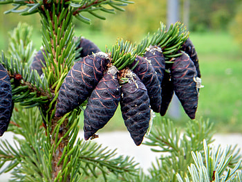 Endangered black spruce, Arctic wildfires, Ecosystem impact, Conservation efforts HD wallpaper